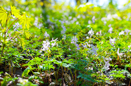 春林鲜花辣椒紫色草本植物季节草地野花花园宏观森林蓝色荒野图片