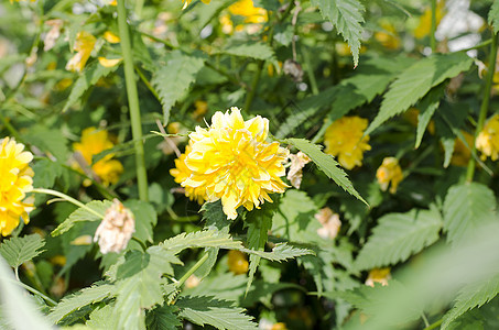 黄玫瑰在花园的灌木丛中花瓣生活玫瑰公园植物群衬套植物植物学花坛美丽图片