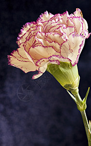 独白紫色泰瑞康乃馨花图片