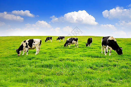 牛在绿地上草本植物稻草环境奶牛天空哺乳动物草原蓝色草地牛奶图片