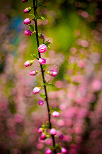 树枝上有美丽的粉红色花朵三叶草丛植物紫色植物学晴天花园杏仁蓝色叶子宏观花店图片