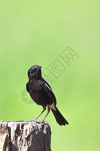自然背景上的鸟黑图像 萨克斯动物荒野鸟类国家热带记事本眼睛摄影翅膀野生动物图片