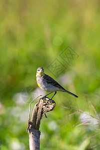 黄黄瓦格塔图像唱歌歌曲食物鸣禽湿地场地警报鸟类动物羽毛图片