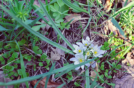 紧贴伯利恒之星植物白花森林草地花瓣伞形百合植物群荒野野花午睡叶子背景图片