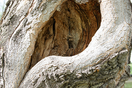 空树 洞穴 动物之家图片