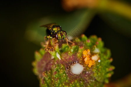 小绿苍蝇坐在花朵上漏洞荒野害虫绿色黄色翅膀动物活力宏观昆虫图片