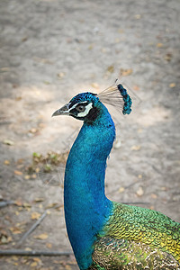 有关自然背景的孔雀头部图像 野生动物热带活力眼睛仪式羽毛男性动物园荒野动物跳舞图片