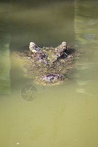 鳄鱼头在水中的照片 爬虫动物皮革力量牙齿两栖眼睛猎人沼泽皮肤生物捕食者图片