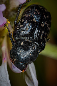 食虫小花朵巨型 吃虫的小花鞘翅目照片动物花园昆虫学生物学植物甲虫动物学荒野图片