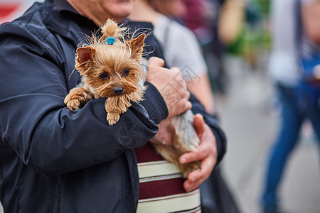 男人手里抓着日方的狗猎犬友谊拥抱男性小狗动物快乐灰色朋友时尚图片