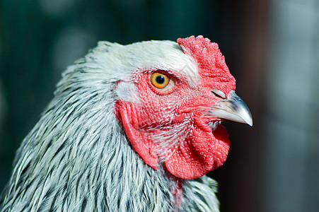 公鸡头的视野谷仓家禽翅膀生产笼子配种梳子宠物动物群母鸡图片