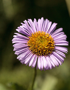 紫蓬雏菊野花 灯盏花花瓣紫花花园树叶植物灯盏花图片