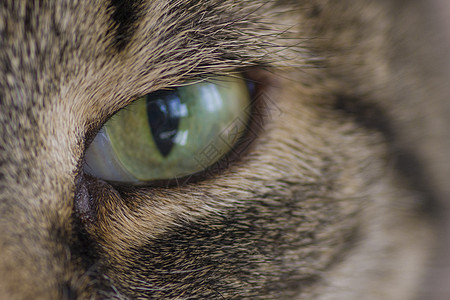 绿眼猫闭上鼻子眼球注意力宏观哺乳动物鸢尾花灰色猫科兴趣灵魂图片