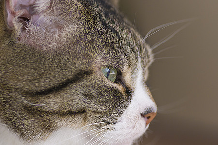 绿眼猫闭上监视手表疾病灵魂宠物哺乳动物好奇心鼻子猫科宏观图片