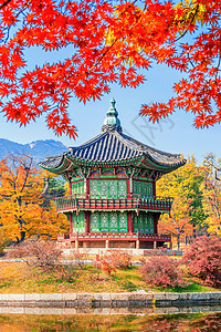秋天在韩国的庆布京和梅普林环境阳光树干山毛榉风景花园木头橙子丛林森林图片