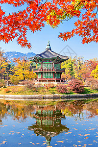 秋天在韩国的庆布京和梅普林黄色花园橙子丛林风景森林热带叶子公园树干图片