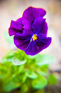 紫色的花朵 紫色的菊花 在花园中图片