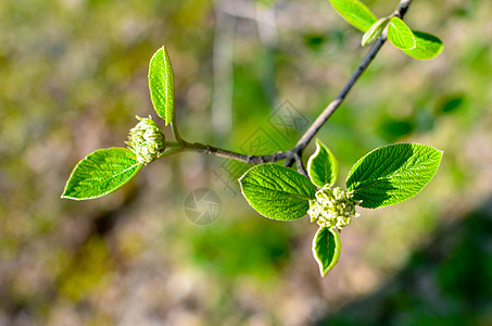 横向照片 树上早午餐和肥绿色的美叶芽叶子植物群植物美丽天空春叶季节宏观枝条环境图片