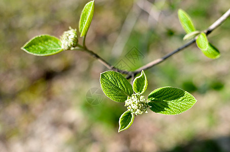 横向照片 树上早午餐和肥绿色的美叶芽植物枝条植物群按钮春叶森林春芽天空环境花园图片