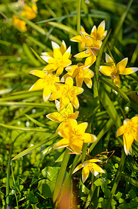 春天在乌拉尼亚公园生长的许多野黄小郁金香植物学花药奶黄色荒野雌蕊野花漏洞失败摄影半翅目图片