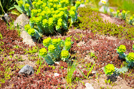 石园中的温液植物叶子肉质植物学植物群沙漠石头花环园艺花园杂交图片