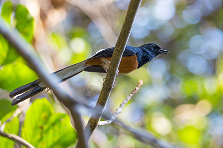 鸟类雄鸟在自然背景树枝上的图像动物生物学野生动物尾巴眼睛蓝色羽毛栖息热带森林图片