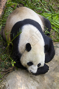 大自然背景的熊猫图像 野兽公园动物濒危哺乳动物动物园热带吉祥物婴儿木头竹子图片