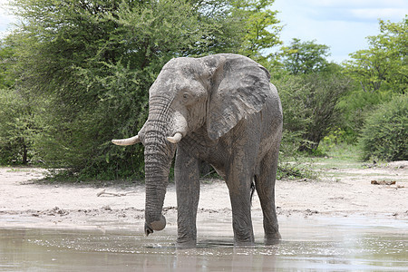 非洲博茨瓦纳草原的野生大象大象动物獠牙国家大草原风景野生动物力量厚皮哺乳动物荒野图片