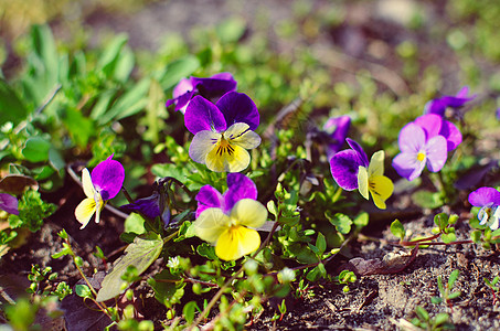 Violas 或 Pansies 在花园中特写植物蓝色季节三色植物学园艺植物群中提琴叶子野花图片