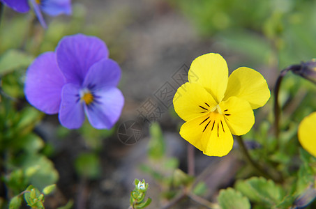 Violas 或 Pansies 在花园中特写花瓣季节宏观叶子植物学中提琴紫色场地三色植物图片