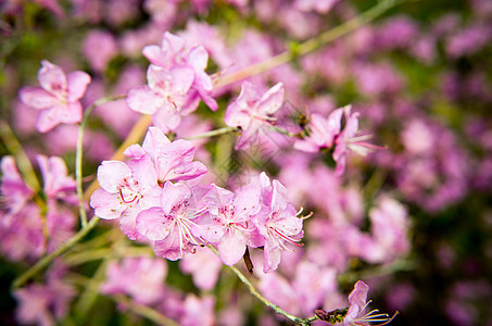 美丽的粉红色杜鹃花的特写照片园艺公园紫色花园宏观植物植物群花瓣灌木衬套图片