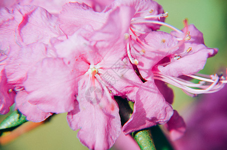 美丽的粉红色杜鹃花的特写照片植物植物群公园花园植物学紫色衬套灌木园艺叶子图片