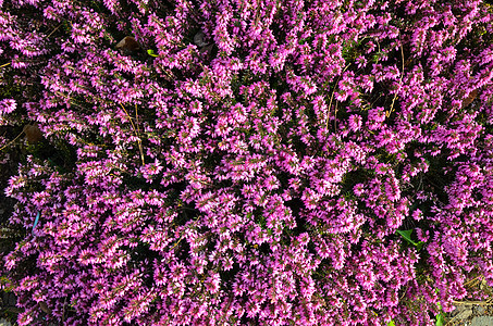 Calluna粗俗的花粉花园花瓣场地野花森林荒野衬套草本植物植物群紫色图片