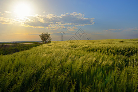 日落在绿色黑麦田上面包小麦场景太阳生长天空季节阳光手指庄稼图片