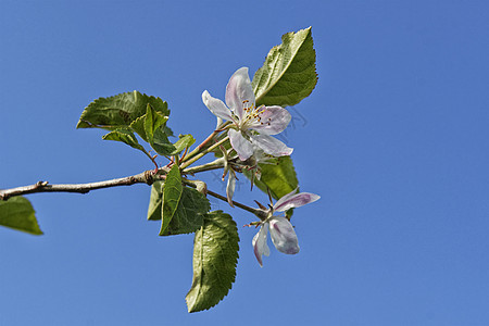 蓝色背景的苹果花枝花花花朵公园植物天空绿色树叶季节白色叶子图片