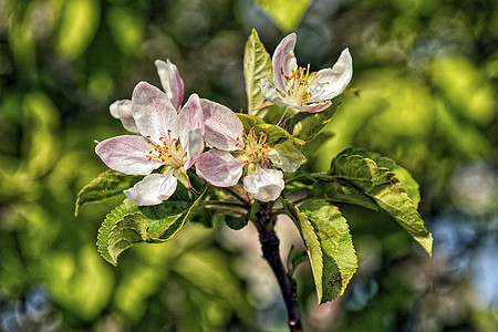 蓝色背景的苹果花枝花花花朵叶子天空植物白色树叶公园季节绿色图片