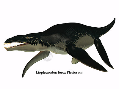 立花环的侧面简介掠食者牙齿脚蹼铁氧体恐龙生物动物野生动物脊椎动物厚尾图片