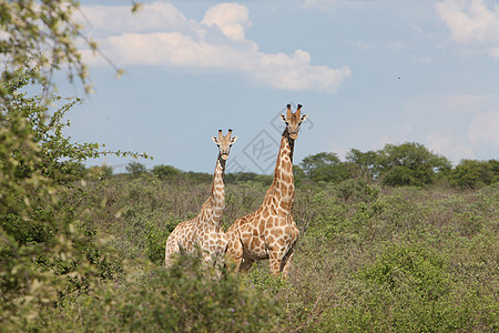 肯尼亚热带草原天空国家荒野野生动物宠物哺乳动物地标公园动物园旅游图片