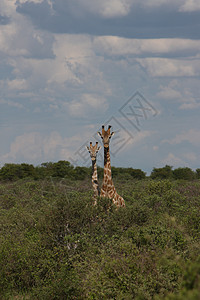肯尼亚热带草原宠物荒野哺乳动物假期国家地标公园大草原野生动物天空图片