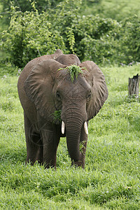 肯尼亚热带草原国家荒野风景野生动物力量动物公园哺乳动物草食性獠牙图片