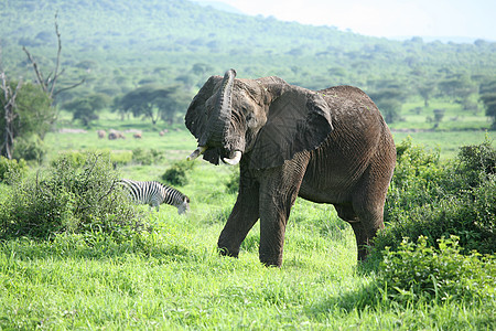 动物 野生 大象 野生动物 自然 哺乳动物 苹果浏览器 非洲 非洲 公园 大 国家 行走 储备 背景 旅行 萨凡纳 肯尼亚 草 图片