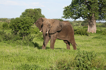 动物 野生 大象 野生动物 自然 哺乳动物 苹果浏览器 非洲 非洲 公园 大 国家 行走 储备 背景 旅行 萨凡纳 肯尼亚 草 图片