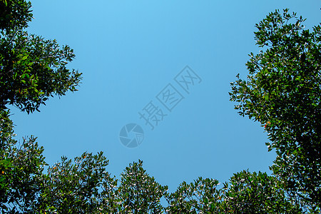 泰国红树林地区春蓬天空蓝色旅行热带沼泽反射丛林生态红树林图片