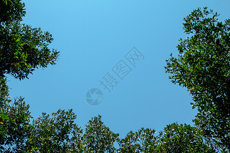 泰国红树林地区旅行天空假期环境蓝色沼泽生态反射红树林公园图片