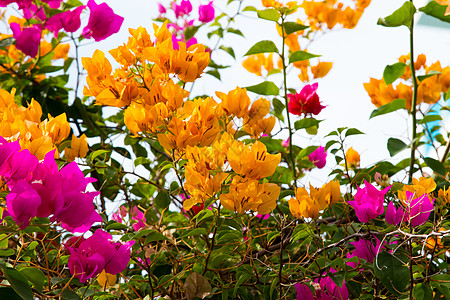 盛开的九重葛 洋红色九重葛花 花卉背景季节花园花朵花瓣气候植物学植物群阳光植物紫色图片