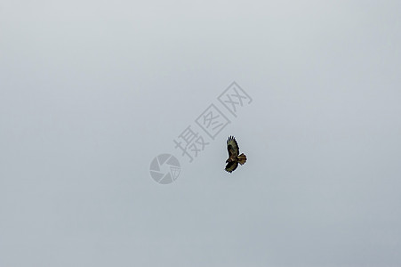 蓝天飞行中的大发风鹰 蓝天空背景 普拉塔山翅膀天空秃鹰鸟类航班动物日光黄色食肉白色图片