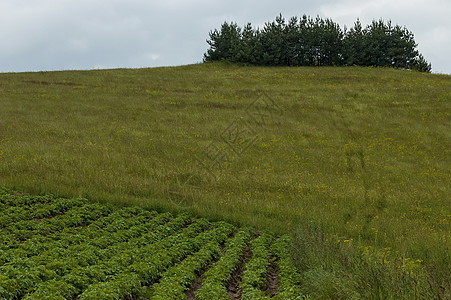 Planta山顶的马铃薯田 格莱德和摇晃风景松树食物空地农田草地野花土壤天空叶子土豆图片