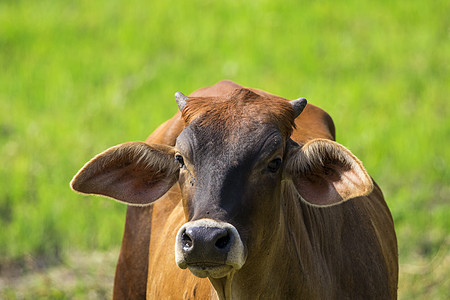 棕色奶牛在自然背景上的照片 农场动物奶制品哺乳动物场地牛肉牛角晴天农村草原生物吉祥物图片