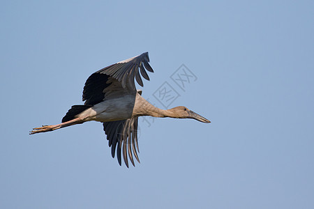 在天空中飞翔的图像 野生动物动物群自由翅膀荒野鸟类白鹳空气蓝色航班脖子图片