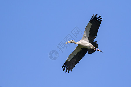 在天空中飞翔的图像 野生动物翅膀空气荒野蓝色动物脖子自由晴天鸟类迁移图片